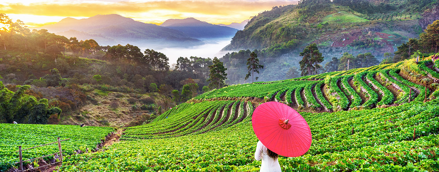 Vietnam Travel Guide