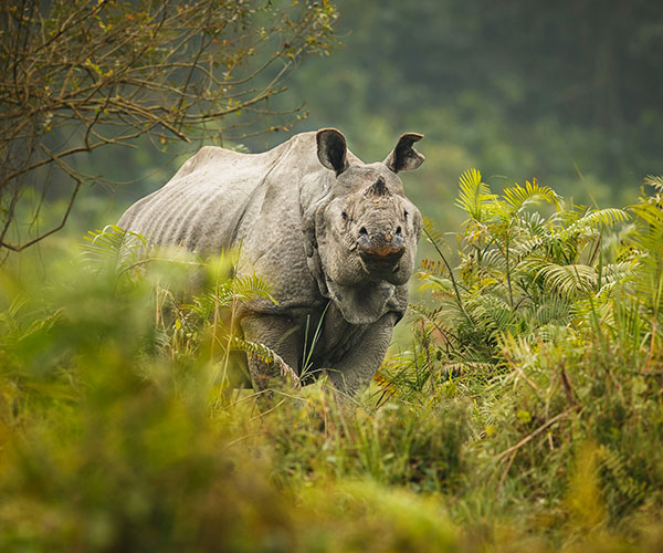 Assam Discovery Tour