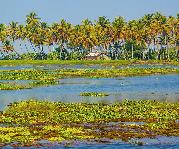 Kerala Backwaters & Hill Station