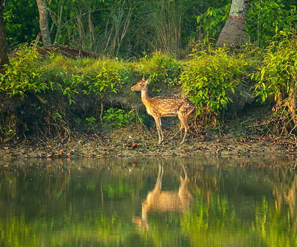 Sundarban Wildlife